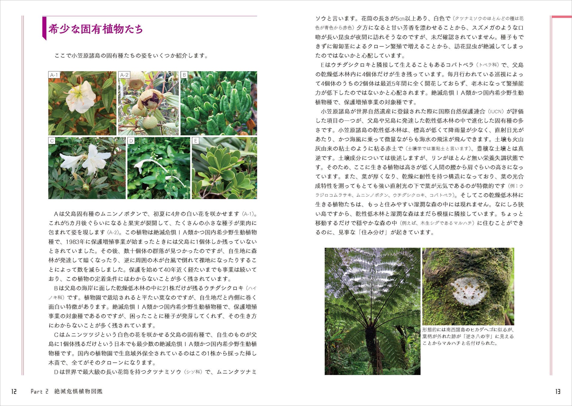 日本の絶滅危惧種の半分以上は植物！ 好評の植物ガイドブックに第2弾が登場。『さらに知っておきたい日本の絶滅危惧植物図鑑』が発売。のサブ画像4_島嶼部の多くの固有植物が絶滅の危機に晒されています。