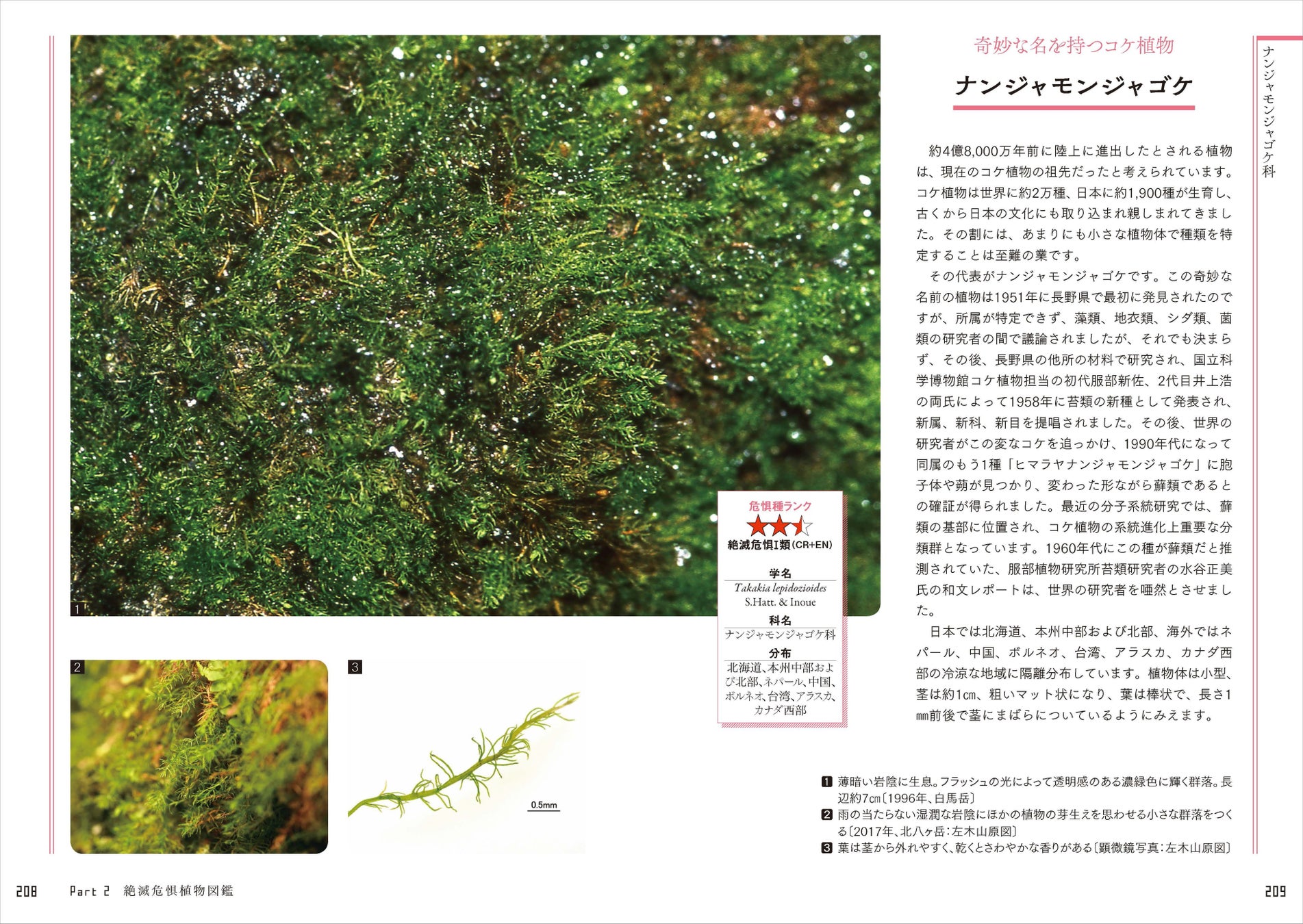 日本の絶滅危惧種の半分以上は植物！ 好評の植物ガイドブックに第2弾が登場。『さらに知っておきたい日本の絶滅危惧植物図鑑』が発売。のサブ画像5_奇妙な名を持つコケ「ナンジャモンジャゴゲ」