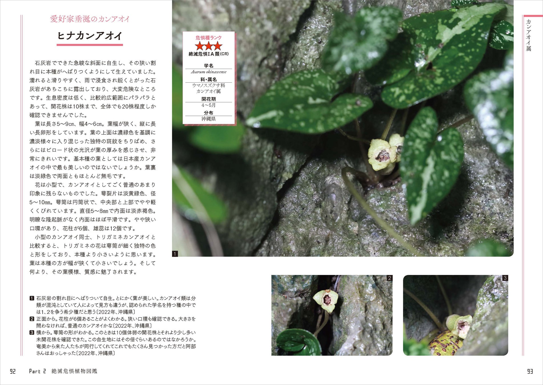 日本の絶滅危惧種の半分以上は植物！ 好評の植物ガイドブックに第2弾が登場。『さらに知っておきたい日本の絶滅危惧植物図鑑』が発売。のサブ画像6_美しく希少性の高い「ヒナカンアオイ」