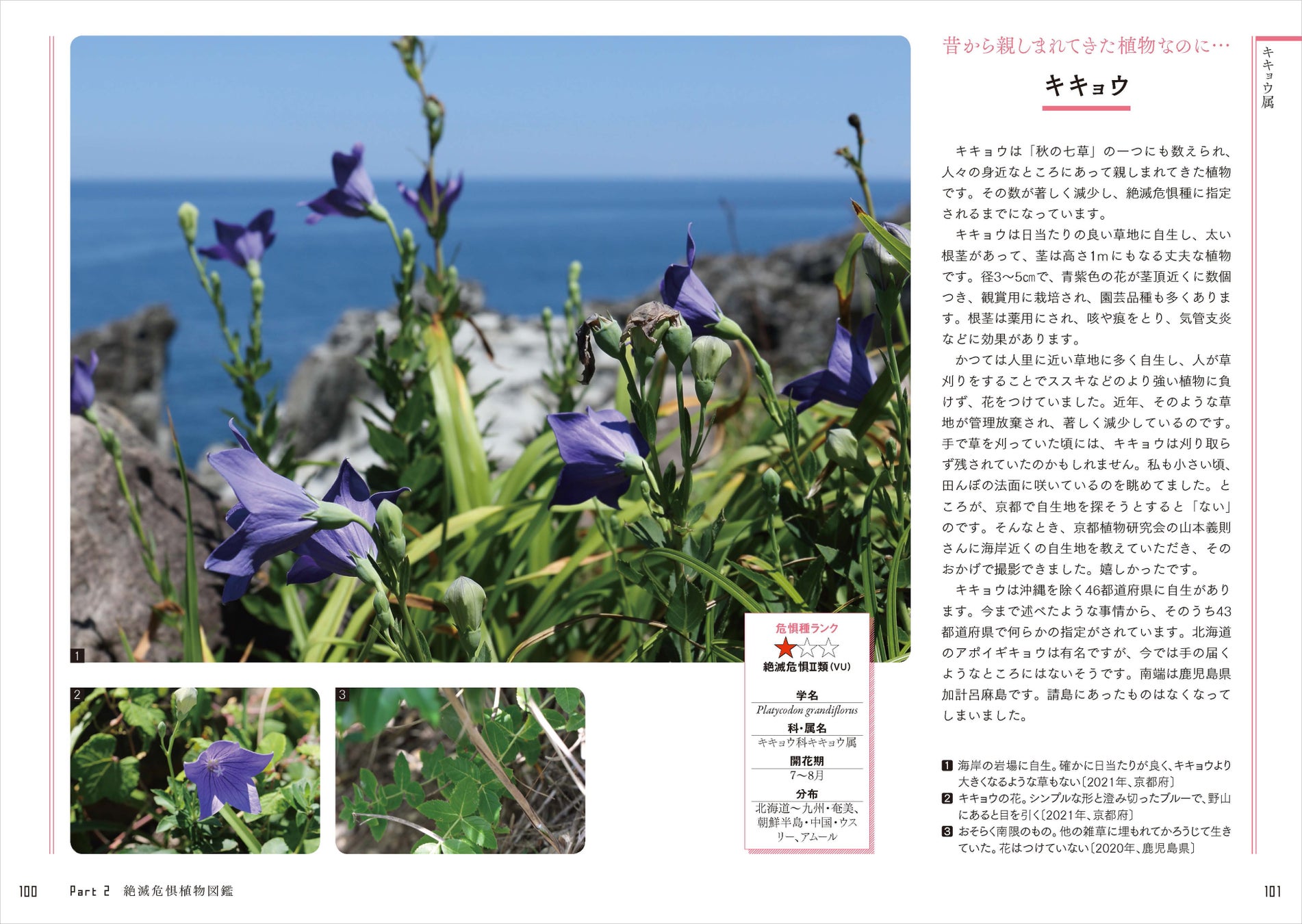 日本の絶滅危惧種の半分以上は植物！ 好評の植物ガイドブックに第2弾が登場。『さらに知っておきたい日本の絶滅危惧植物図鑑』が発売。のサブ画像7_秋の七草である「キキョウ」も数が著しく減少しています。