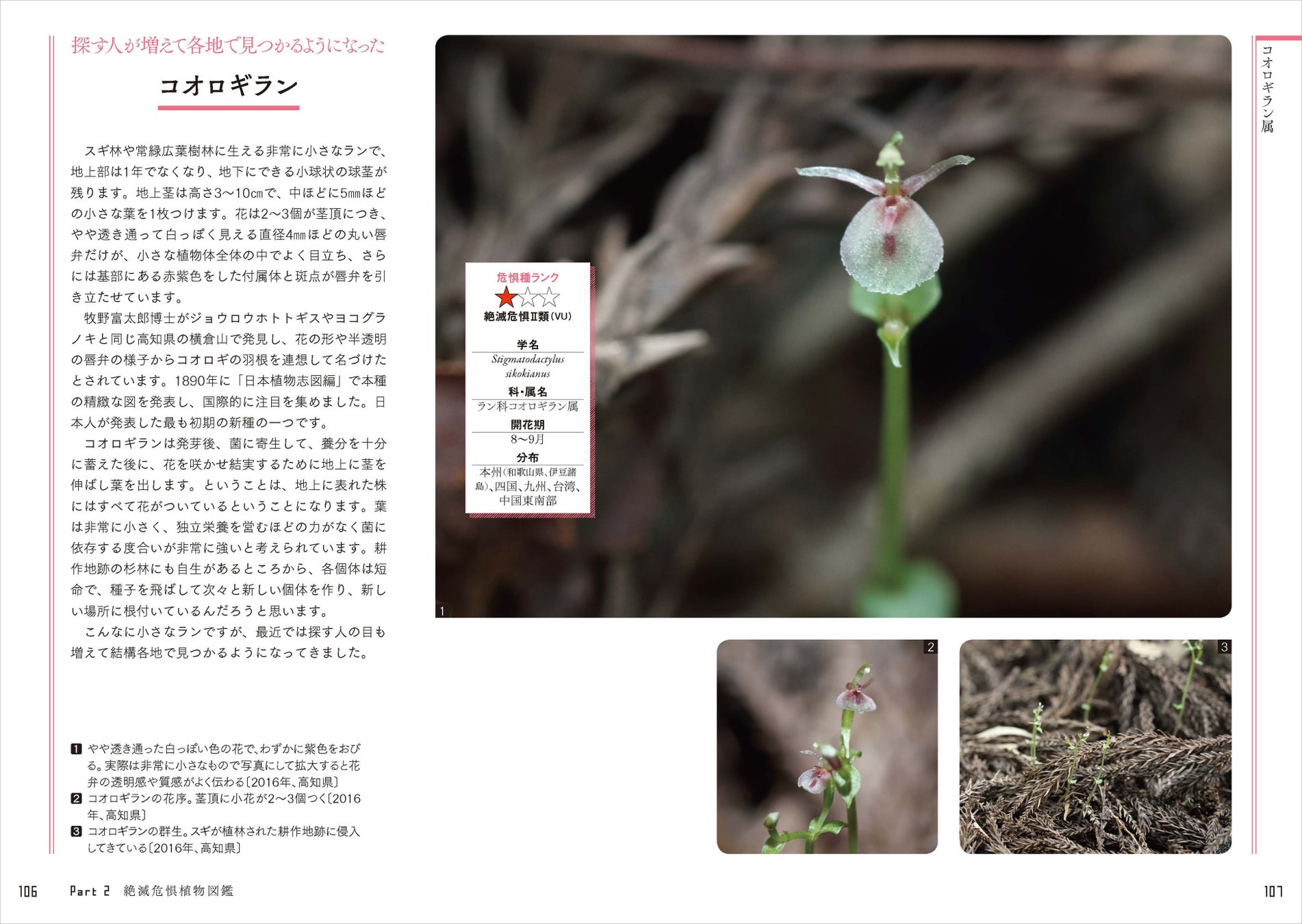 日本の絶滅危惧種の半分以上は植物！ 好評の植物ガイドブックに第2弾が登場。『さらに知っておきたい日本の絶滅危惧植物図鑑』が発売。のサブ画像8_牧野富太郎博士が発見した「コオロギラン」