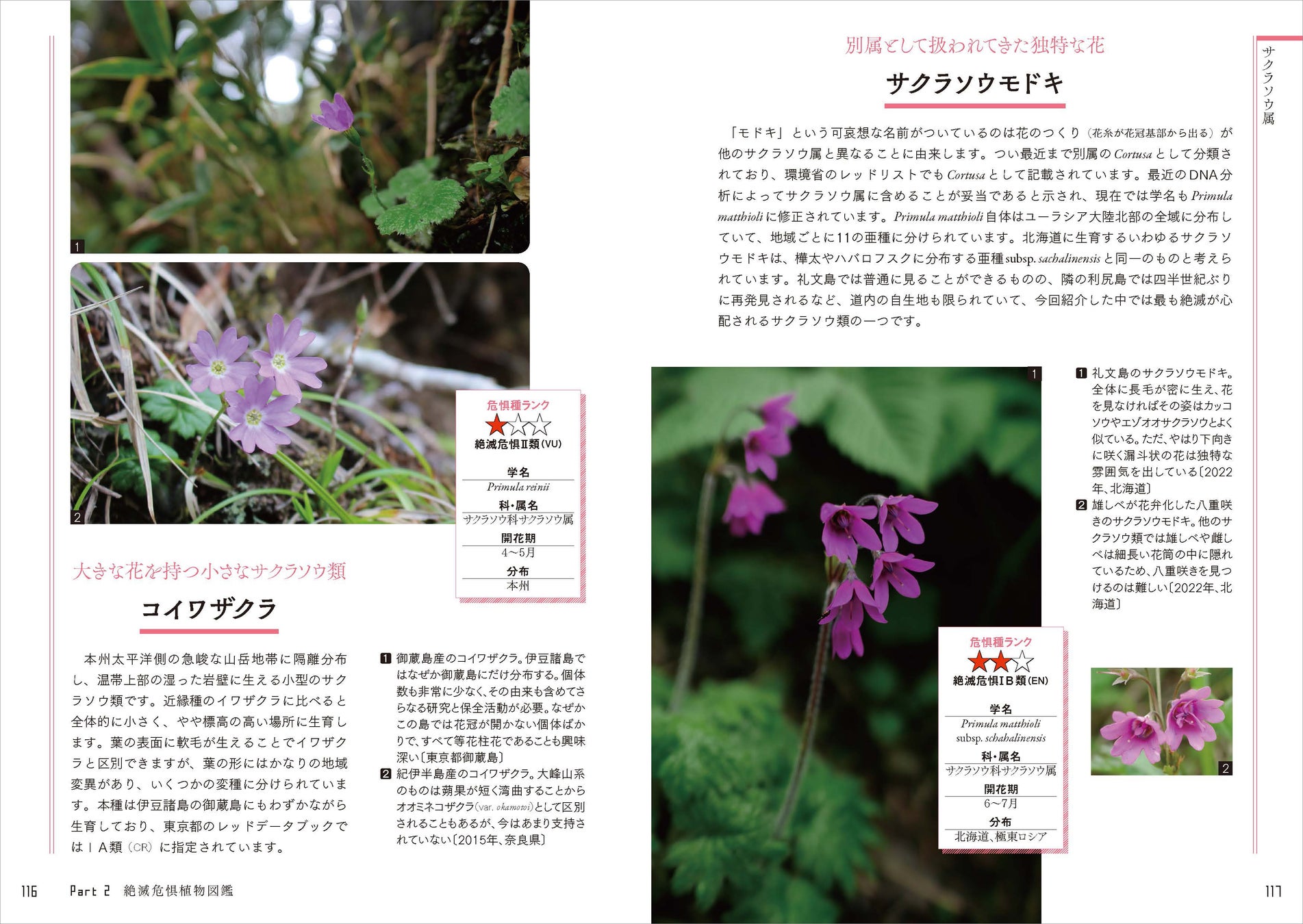 日本の絶滅危惧種の半分以上は植物！ 好評の植物ガイドブックに第2弾が登場。『さらに知っておきたい日本の絶滅危惧植物図鑑』が発売。のサブ画像9_ガーデニングで人気の「サクラソウ」の仲間ですが、野生個体は減少。