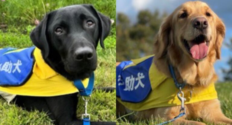 Bリーグ・ファイティングイーグルス名古屋が介助犬とチームスタッフ契約を締結しSDGs活動を推進のメイン画像