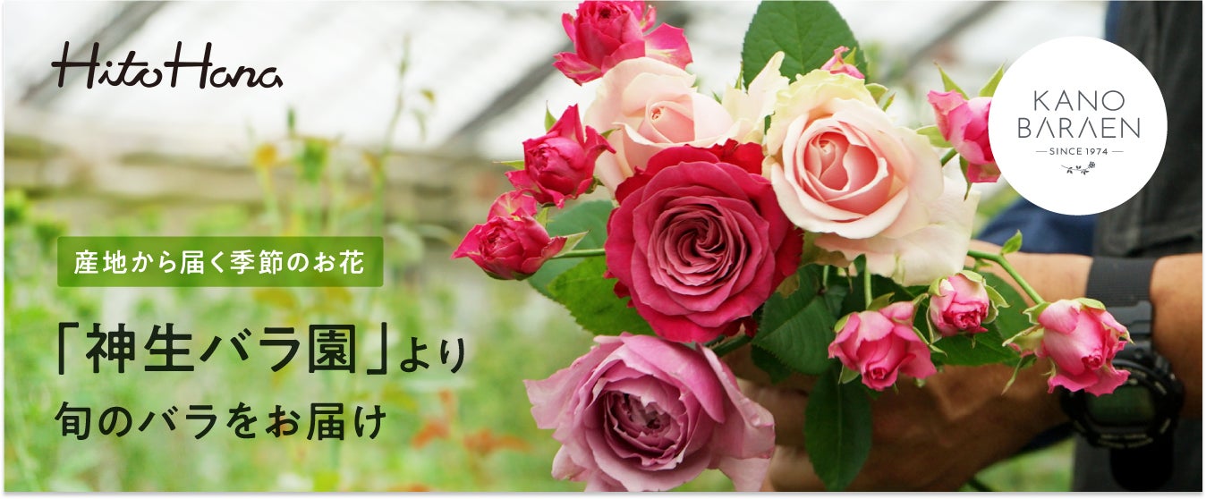 フラワーとグリーンの通販サイト「HitoHana（ひとはな）」が切り花の産地直送（産直）事業をスタート。第一弾は茨城県の「神生バラ園」から季節のバラをお届けのサブ画像1_HitoHanaの産直商品「神生バラ園」から旬のバラをお届け