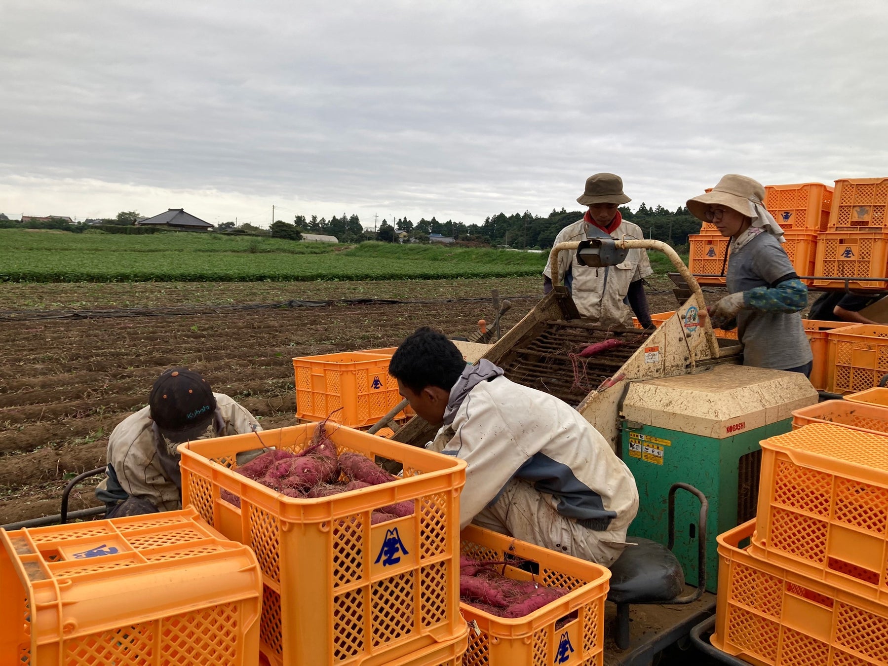 京葉銀行の取引先の農園で千葉大生が２週間の農業体験を実施のサブ画像2_さつまいも掘り機のベルトコンベアに乗って流れてくるさつまいもを大きさによって3種類に選別する作業