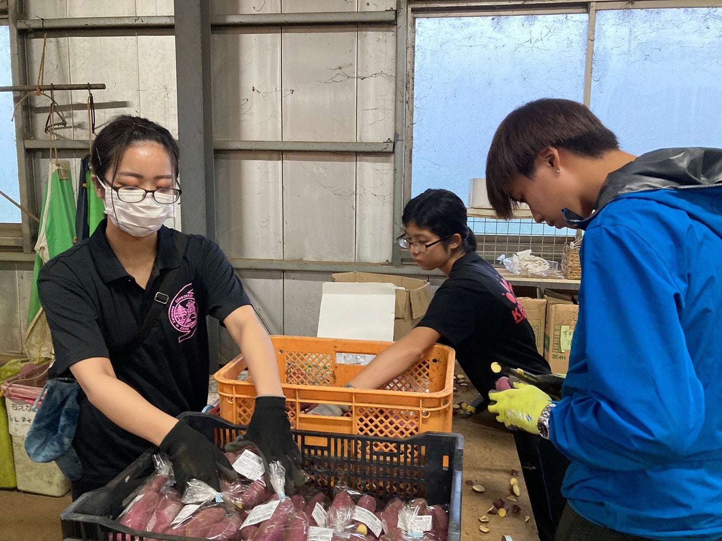 京葉銀行の取引先の農園で千葉大生が２週間の農業体験を実施のサブ画像3_重さ別に仕分けられたさつまいもの状態を確かめ袋詰めする作業
