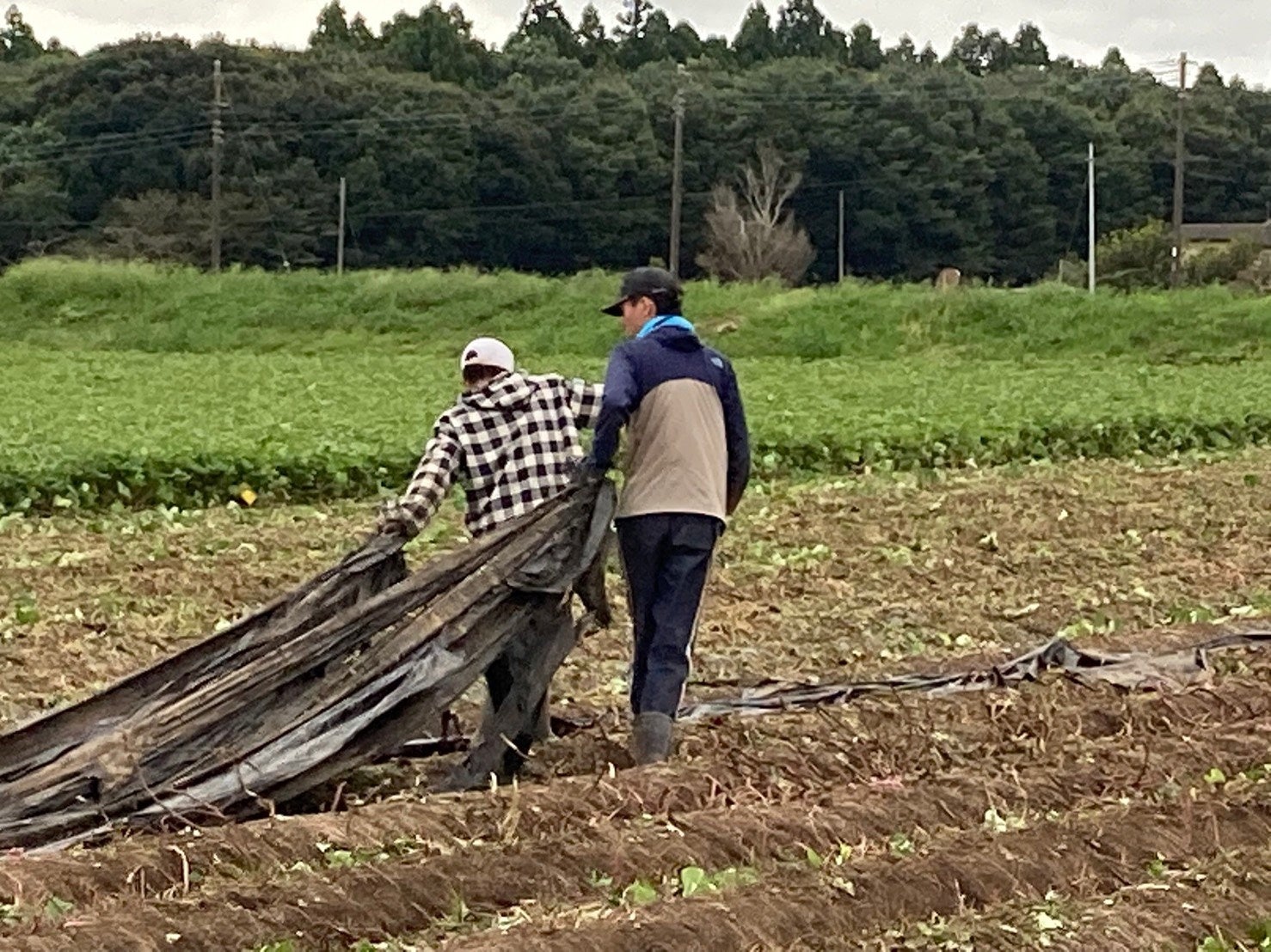 京葉銀行の取引先の農園で千葉大生が２週間の農業体験を実施のサブ画像4_地温上昇や土壌水分の保持、土壌の固結や肥料の流亡の防止などのために畝にかぶせるシートを剥がす作業