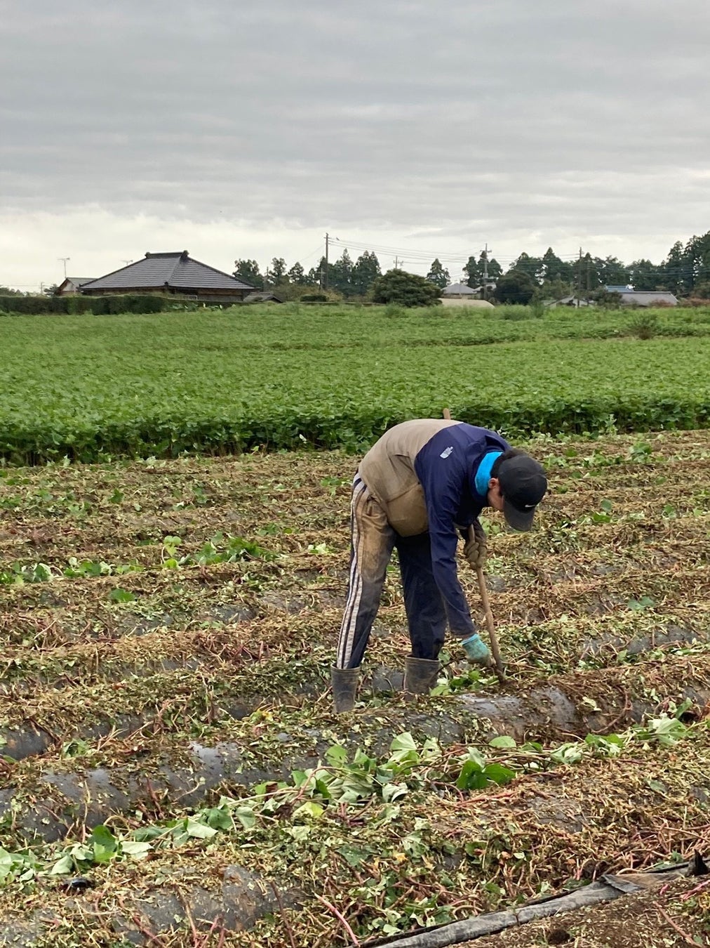京葉銀行の取引先の農園で千葉大生が２週間の農業体験を実施のサブ画像5_つる切り機が通ったあとの畝で残ったつるを鎌で刈る作業