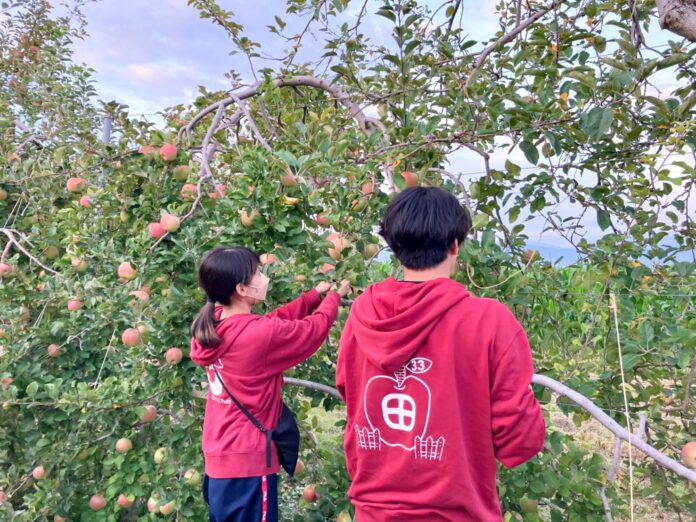市場に出回らない農作物を有効活用。おふろcafe と学生団体「信州大学りんご部隊」の りんご風呂のメイン画像