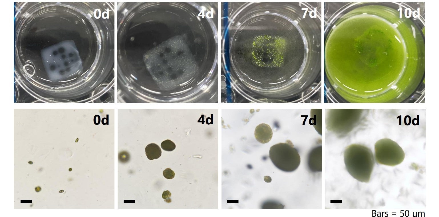 3Dバイオプリンティング構造物内での微細藻類ユーグレナの細胞増殖を確認のサブ画像2_図2　バイオインクAの培養経過観察の様子