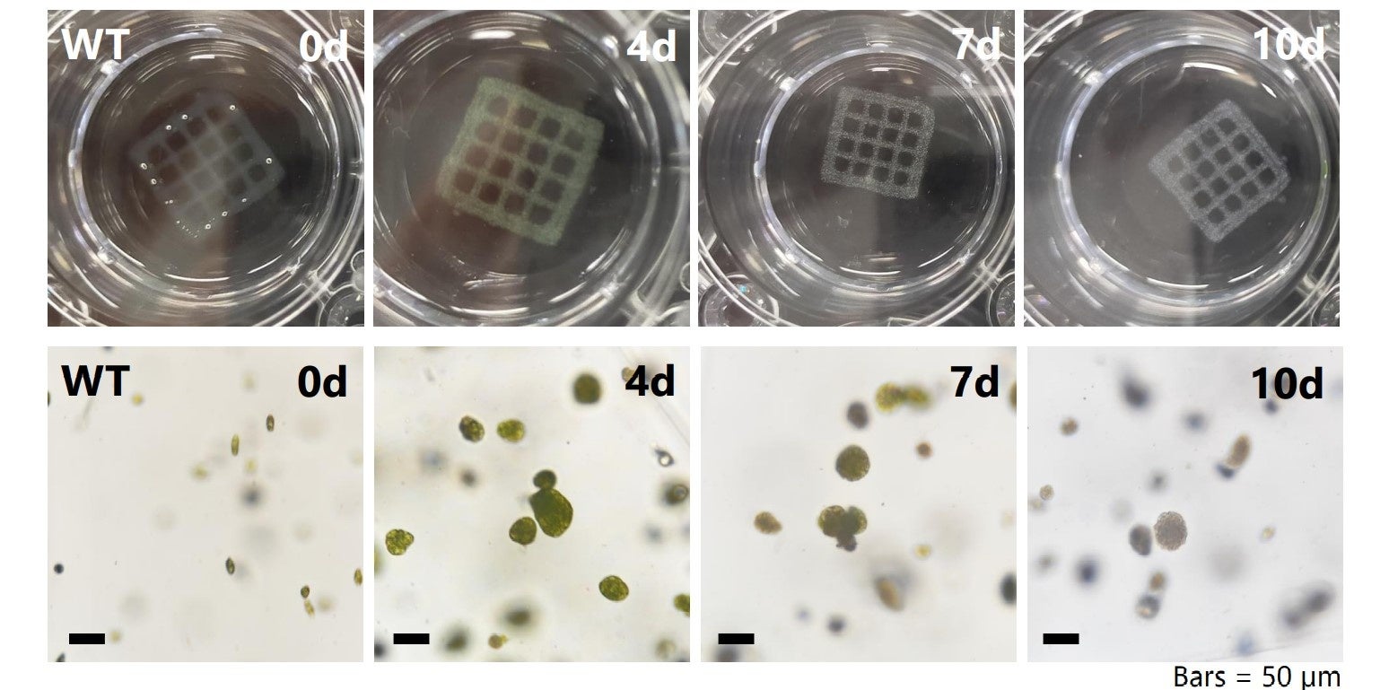 3Dバイオプリンティング構造物内での微細藻類ユーグレナの細胞増殖を確認のサブ画像3_図3　バイオインクBの培養経過観察の様子