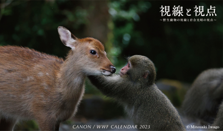 キヤノン/WWFカレンダー2023「視線と視点～野生動物の視線と岩合光昭の視点～」を発売のメイン画像