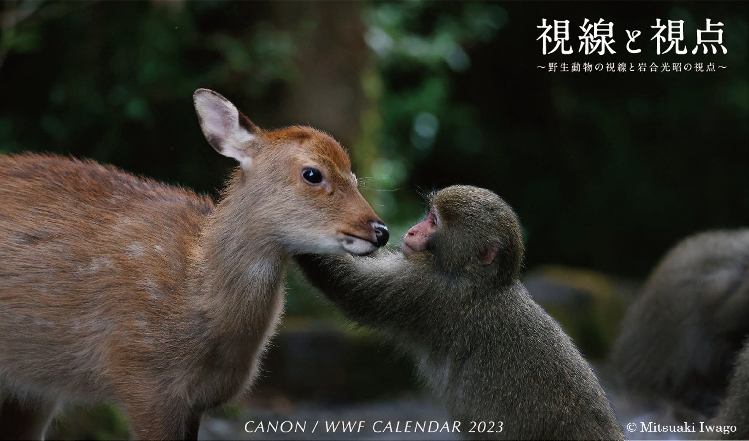 キヤノン/WWFカレンダー2023「視線と視点～野生動物の視線と岩合光昭の視点～」を発売のサブ画像1_カレンダー表紙画像