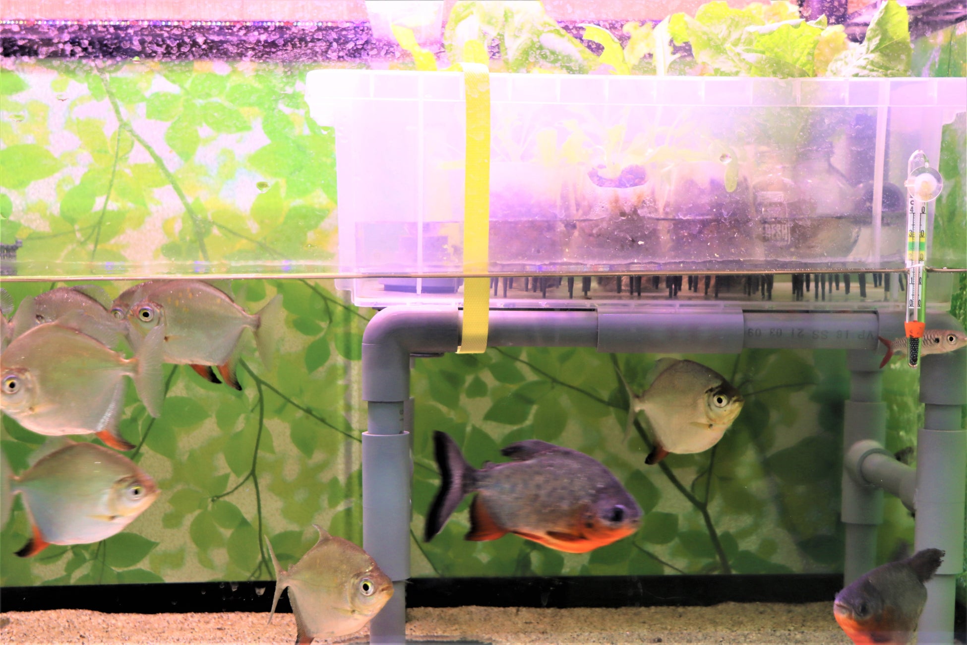 「サンシャイン水族館」と「一般社団法人Iwakura Experience」が業務提携・“アクアポニックス”の技術確立を目的とした共同プロジェクト「アクアリウムファーム東京」スタートのサブ画像1_サンシャイン水族館の事務所内に 設置されたアクアポニックスの実験用水槽
