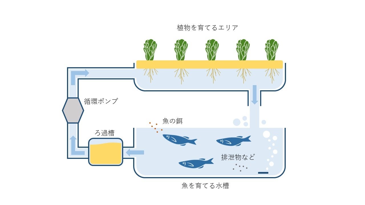 「サンシャイン水族館」と「一般社団法人Iwakura Experience」が業務提携・“アクアポニックス”の技術確立を目的とした共同プロジェクト「アクアリウムファーム東京」スタートのサブ画像4_アクアポニックスのイメージ