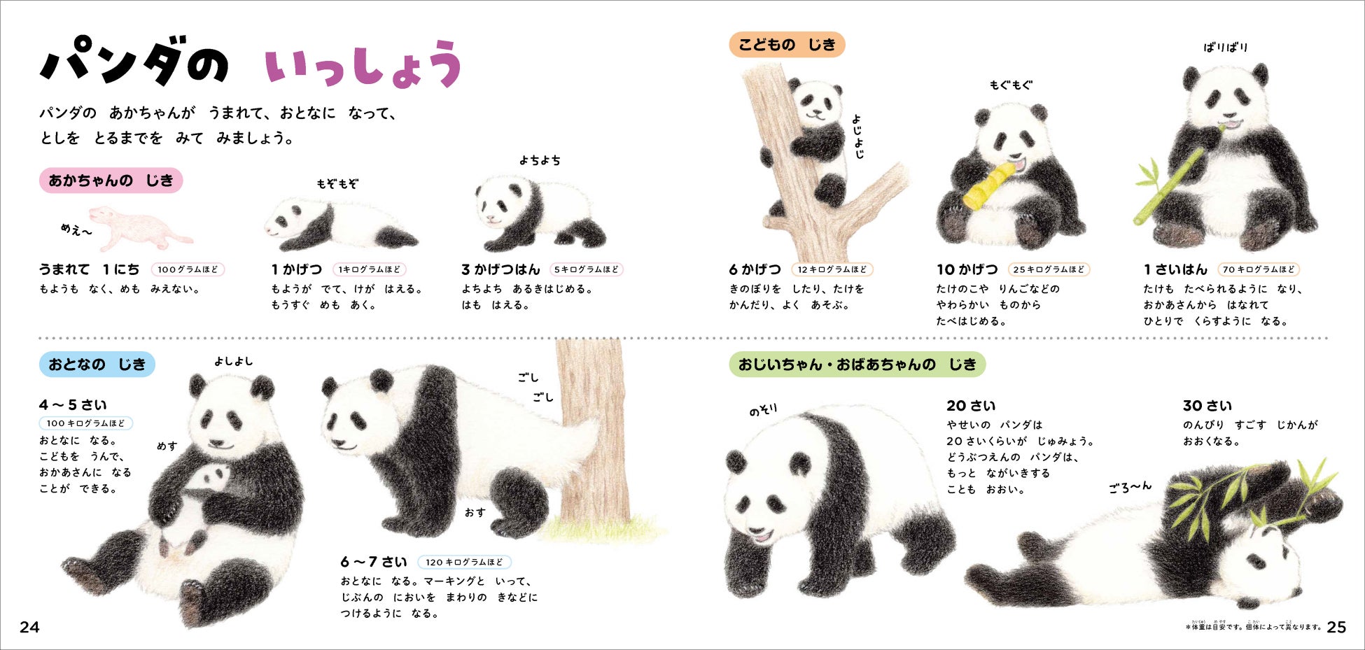 パンダだらけの絵本のような図鑑 『学研のえほんずかん パンダのずかん』が誕生！  色鉛筆のふわふわイラストで、パンダのことがまるごとわかるのサブ画像6_▲パンダは何歳で大人になるか知ってますか？メスでは４～５歳です。中国にいく予定のシャンシャンはいま５歳、大人パンダなのだとわかります。