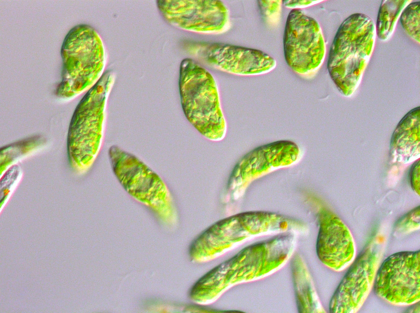 ユーグレナ社、ユーグレナ由来原料を100％使用した次世代バイオディーゼル燃料を試製のサブ画像3_微細藻類ユーグレナ