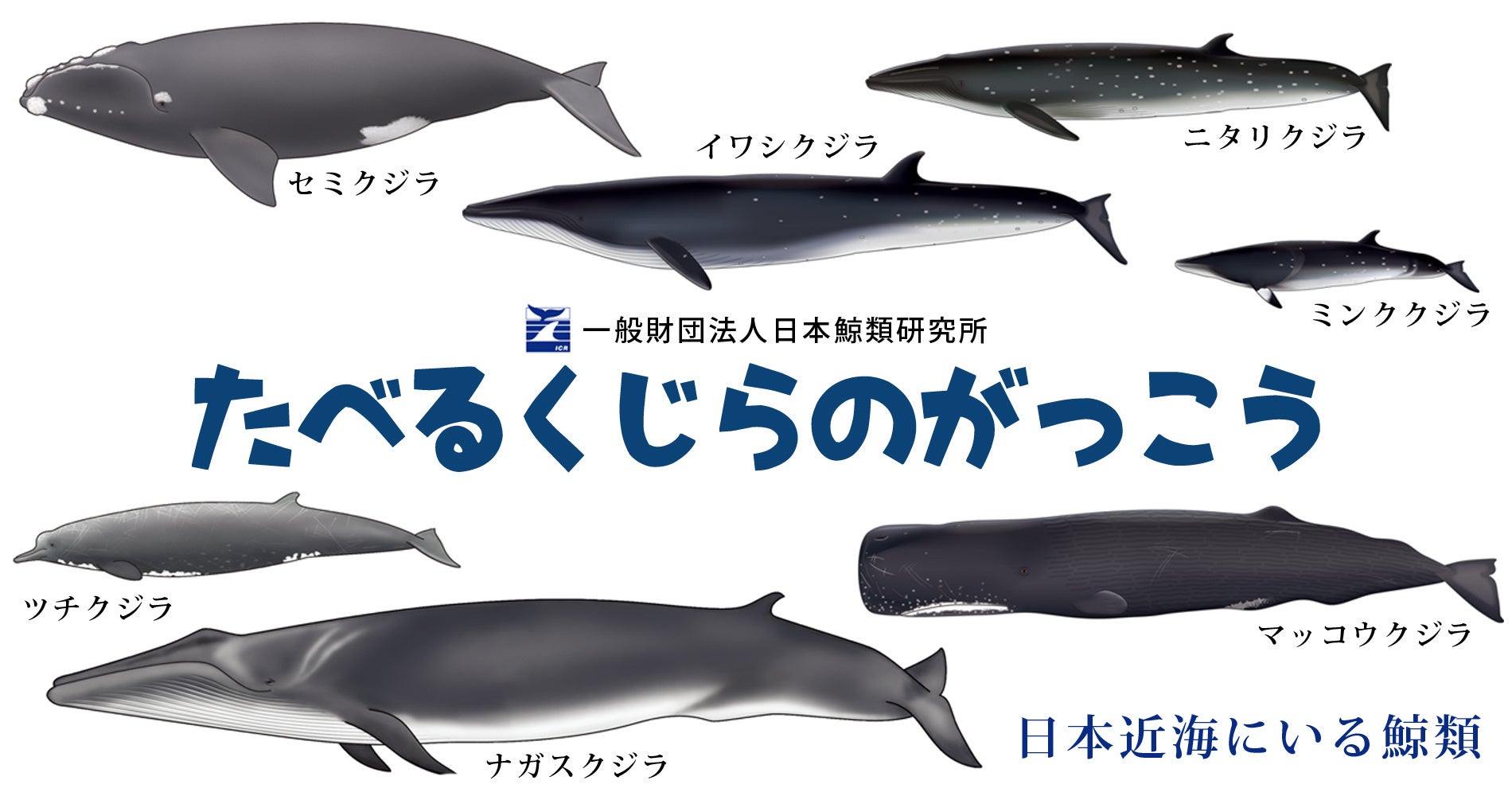 親子で鯨の持続的利⽤や鯨食文化を学ぶ「たべるくじらのがっこう」を横浜みなとみらいで開催のサブ画像1