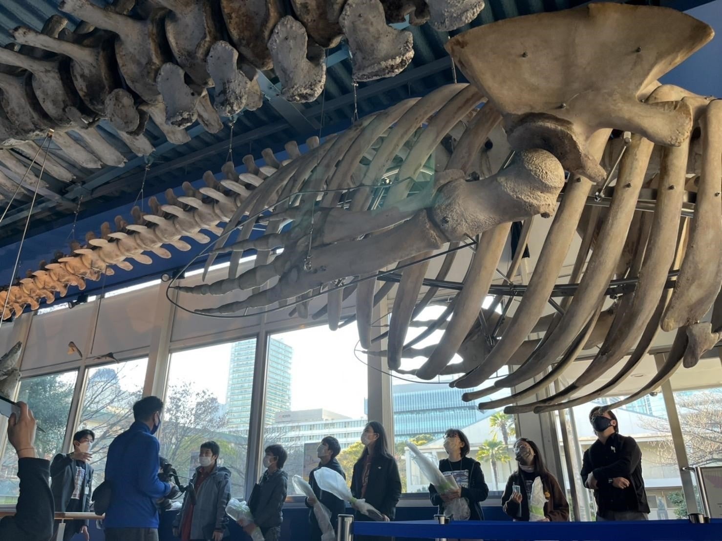 【クジラの骨格発掘＋3Dデータ化を行う海洋研究プロジェクト】CAMPFIREでクラウドファンディングを開始！のサブ画像1