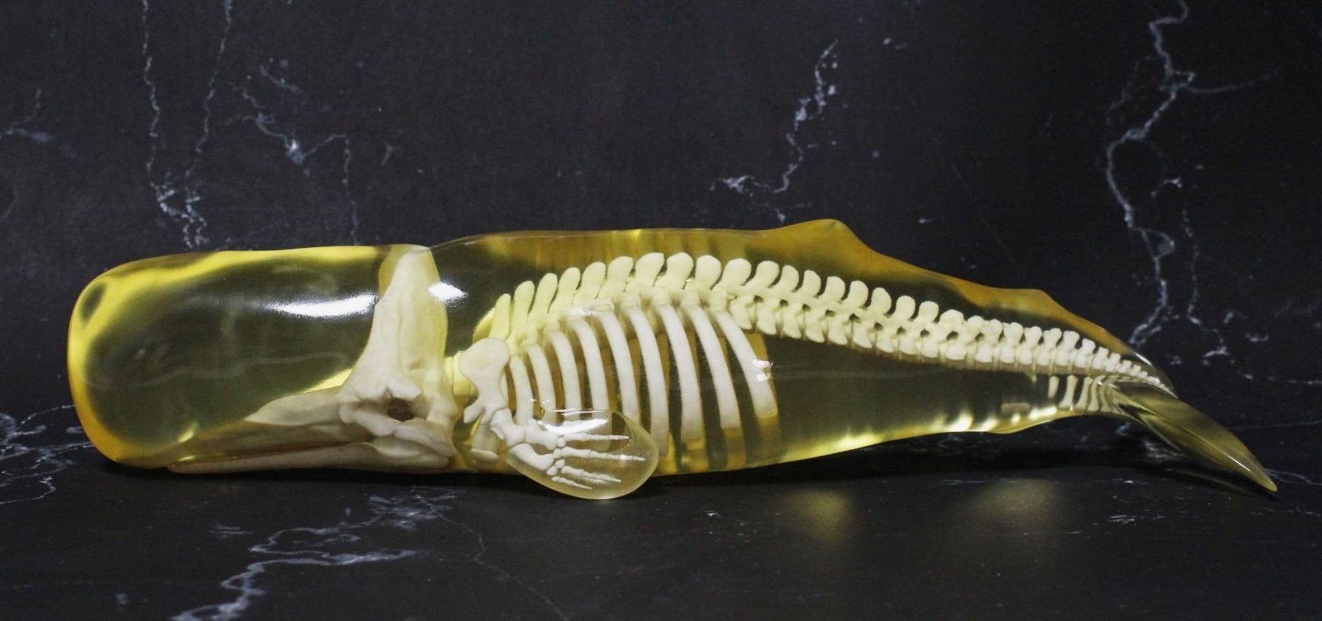 【クジラの骨格発掘＋3Dデータ化を行う海洋研究プロジェクト】CAMPFIREでクラウドファンディングを開始！のサブ画像3_3Dデータから作成された玉骨標本  ©︎吉本アートファクトリー