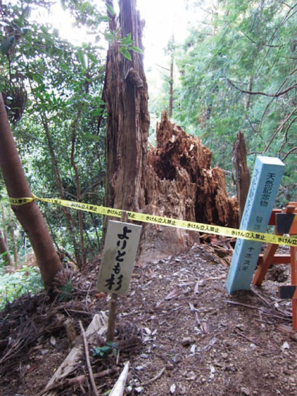 『エコプロ2022』へ出展・自然倒木した頼朝杉からできた「源頼朝公像」のサブ画像5_倒木した頼朝杉