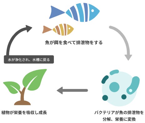 日本最大級のアクアポニックス農場を岐阜県にオープンのサブ画像2