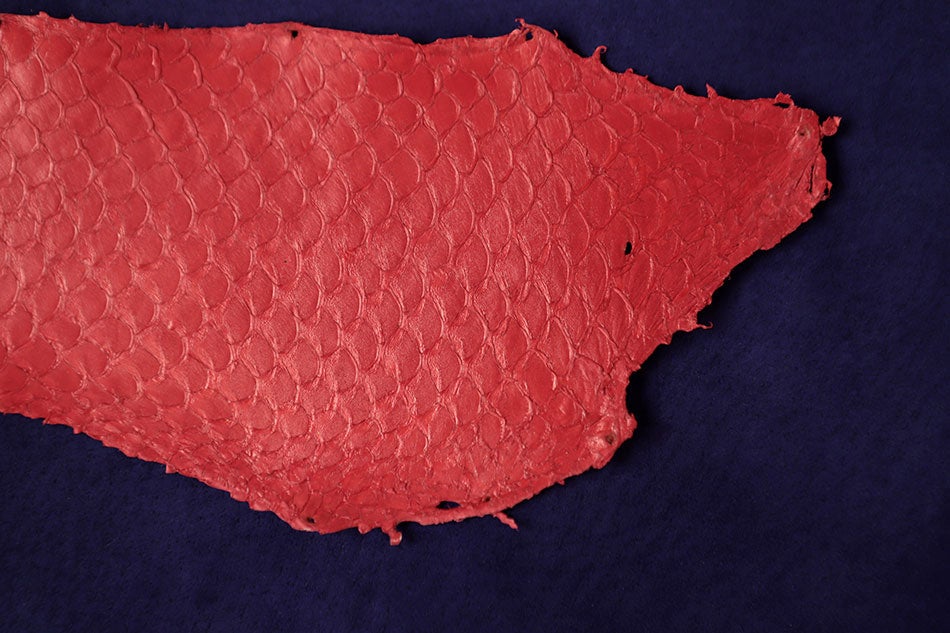 廃棄される魚の皮がレザーに変身！彦摩呂プロデュース第7弾は「めでたい鯛の革でつくった蝶ネクタイ」のサブ画像4
