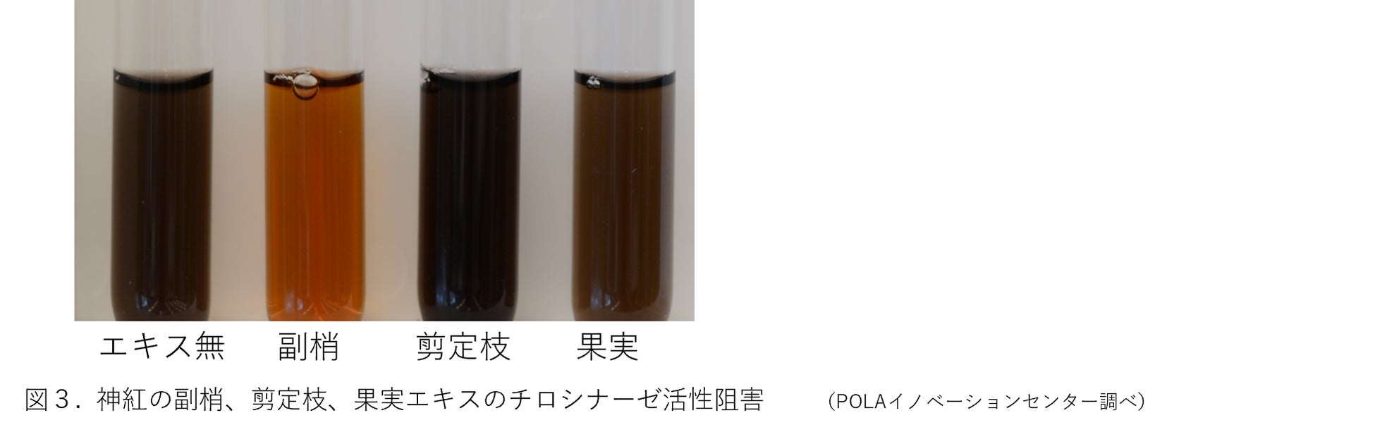 島根県産ブドウの未利用資源から新たな価値を創造 「神紅」の副梢エキスに抗酸化とメラニン抑制効果を発見のサブ画像3