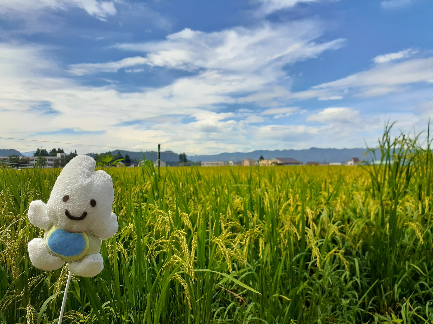 【おもちゃでSDGｓ】ピープル社員が育てた“お米”から作った「つみき」が商品化のサブ画像2_新潟県南魚沼市のピープル農場