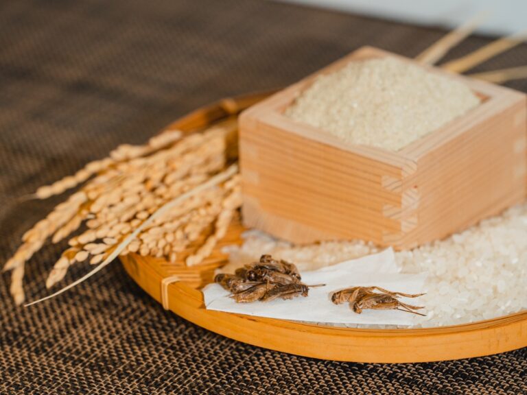 【米ぬかを使った国産たんぱく質】FUTURENAUTとナカリ、クリケット（食用コオロギ）生産に関する共同研究、および産業化に向けた検討を開始しましたのメイン画像