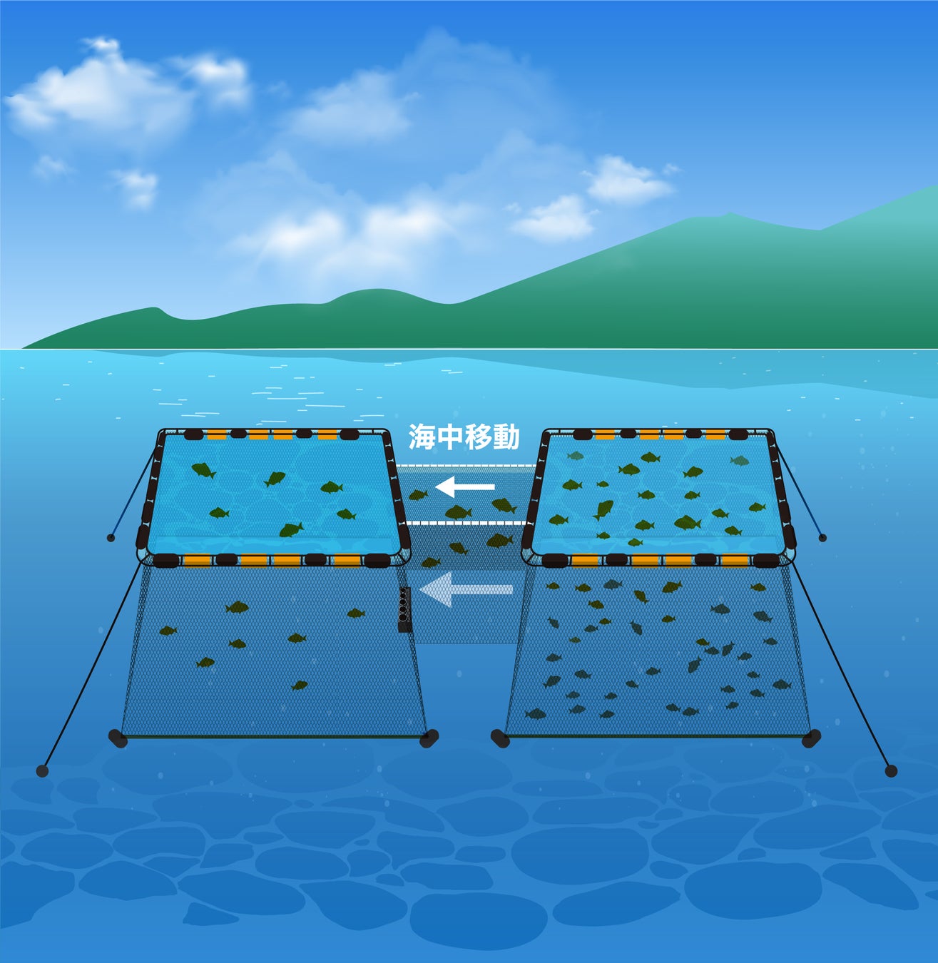 アクアフュージョンが養殖魚自動尾数カウントシステム「MagicCounter（マジックカウンター）」の全国販売を開始のサブ画像2_分養のイメージ