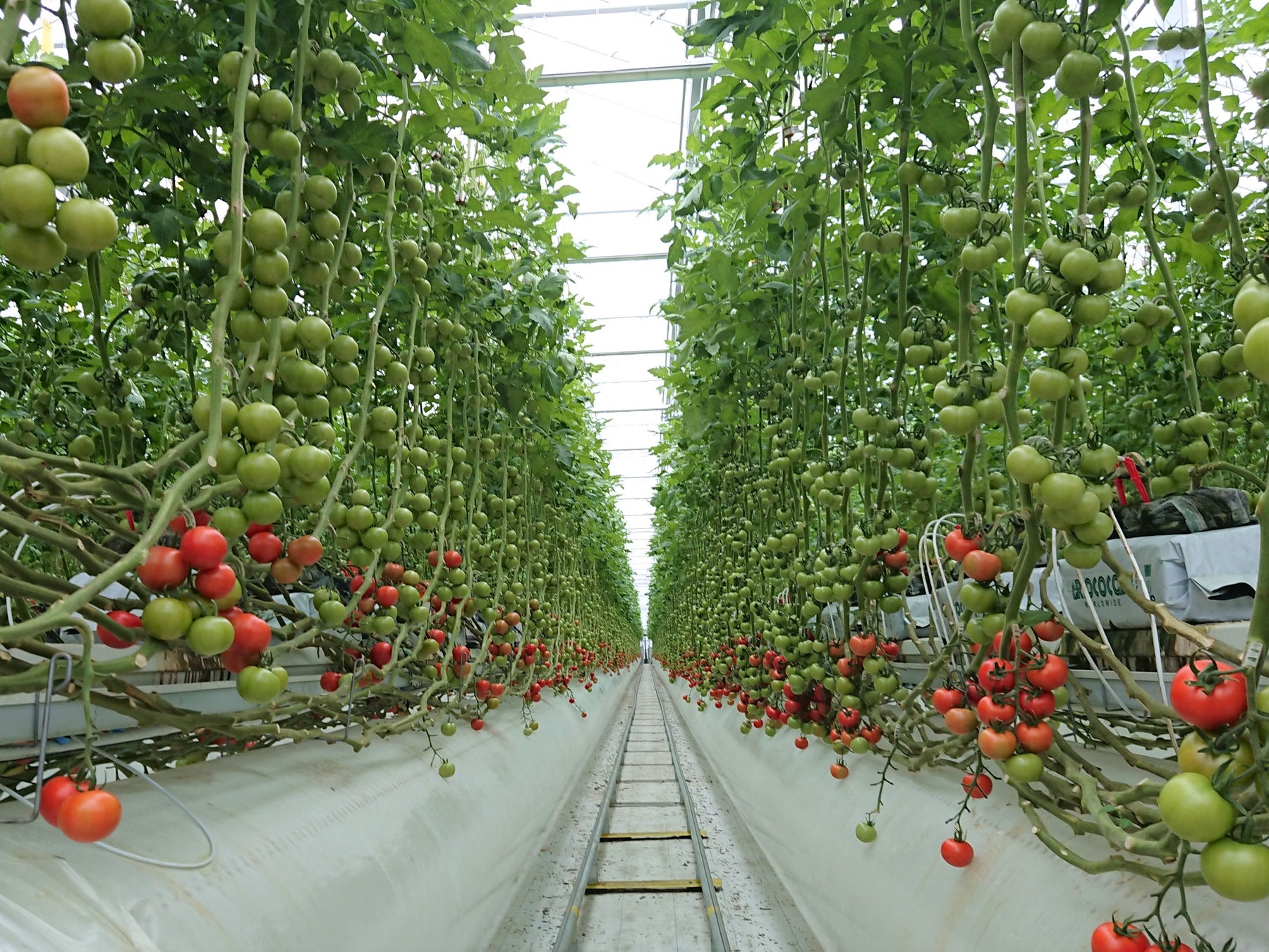 野菜飲料を製造する富士見工場、野菜の残渣を再生エネルギーとして本格利用のサブ画像3