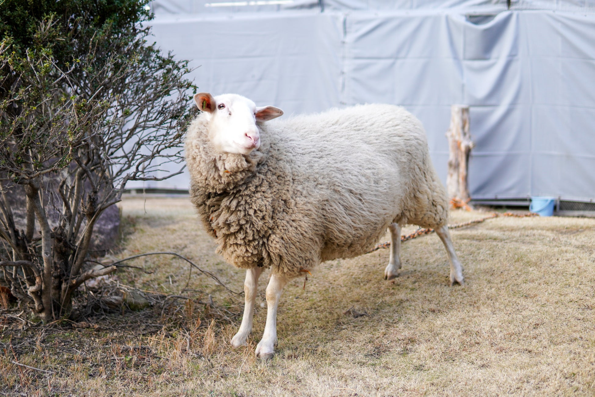 福山高校生徒が校内アニマルセラピー羊「もふお」の餌代をワークショップで稼ぐ！【グローカルワークショップ】をアンカーホテル福山で開催します。のサブ画像3_福山高校のアニマルセラピー羊「もふお」