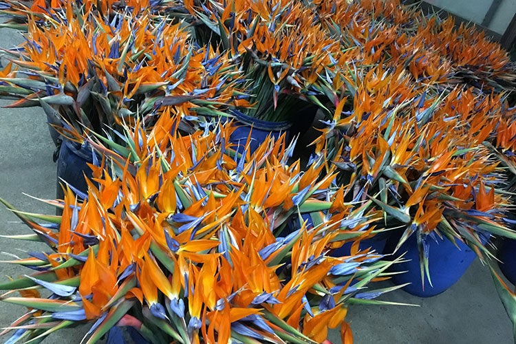 琵琶湖ホテルがロビー装花で滋賀県産のストレリチアをPR　のサブ画像2_画像：大林農園提供
