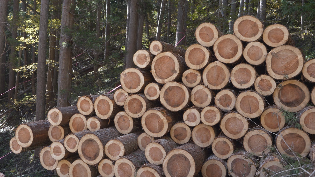 【木質資源カスケード事業】自社林での伐採に着手のサブ画像3_自社林から産出した原木