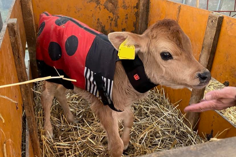 WAGYUを守る、子牛の防寒着が登場。USIMO「腹巻付き防寒コート」のメイン画像