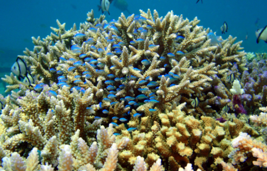 3月5日はサンゴの日！サンゴフェスタ～サンゴ礁の恵みを知ろう～のメイン画像