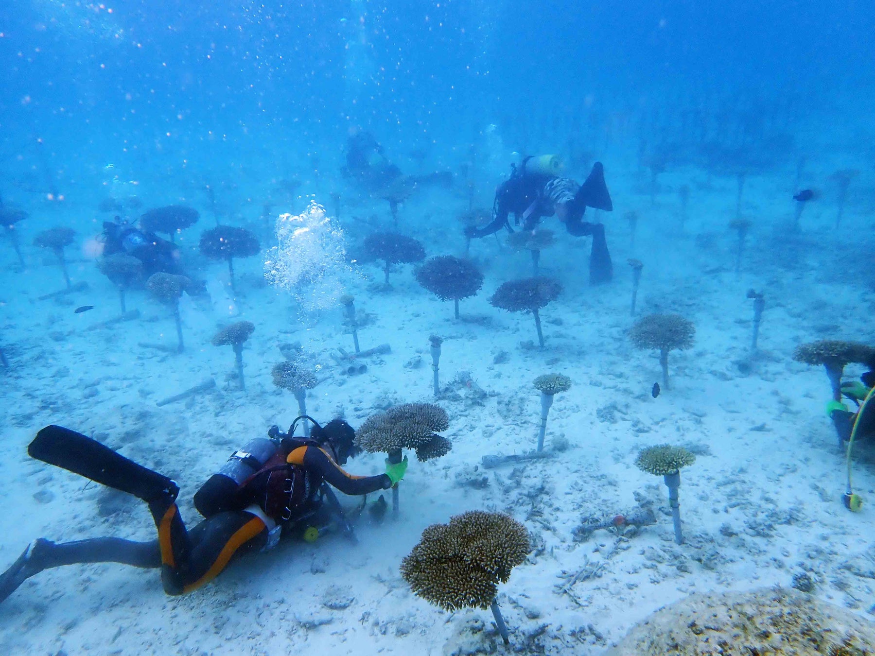3月5日はサンゴの日！サンゴフェスタ～サンゴ礁の恵みを知ろう～のサブ画像8
