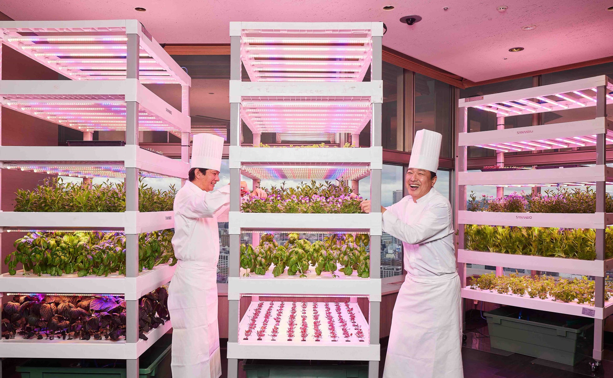 【スイスホテル南海大阪】ホテルの中で育てた野菜をレストランで提供！SDGsへの取り組みから誕生した水耕栽培菜園「The Sky Farm@Swissôtel Nankai Osaka」のサブ画像1