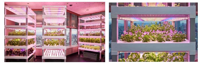 【スイスホテル南海大阪】ホテルの中で育てた野菜をレストランで提供！SDGsへの取り組みから誕生した水耕栽培菜園「The Sky Farm@Swissôtel Nankai Osaka」のサブ画像2