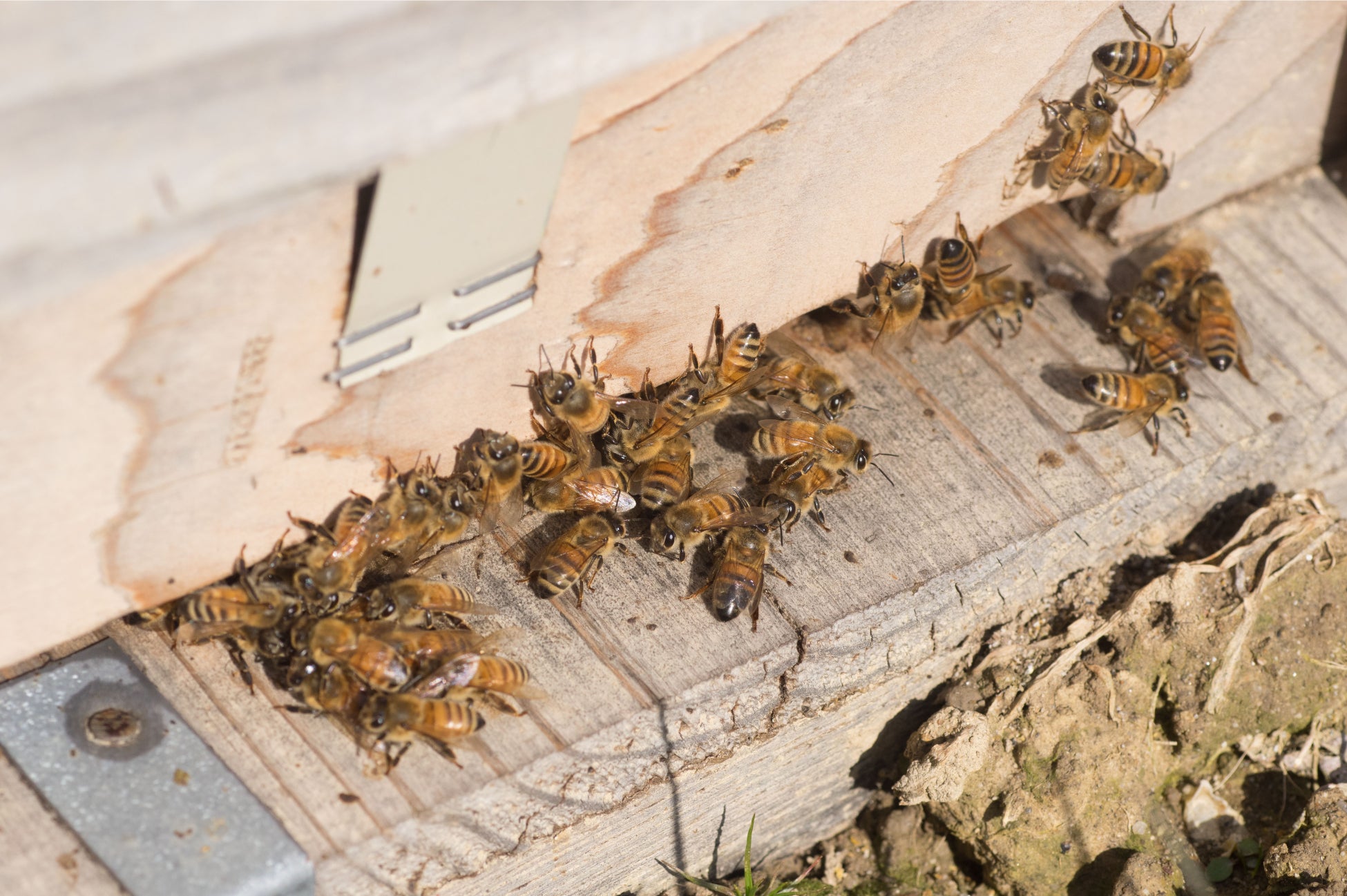 【ホテル日航つくば】2023年4月より『みつばちプロジェクト』を始動のサブ画像1_竹内養蜂のみつばち