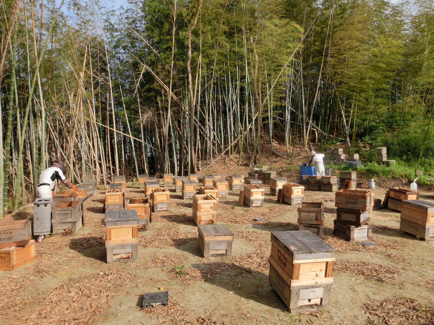 【ホテル日航つくば】2023年4月より『みつばちプロジェクト』を始動のサブ画像2_竹内養蜂が設置した巣箱
