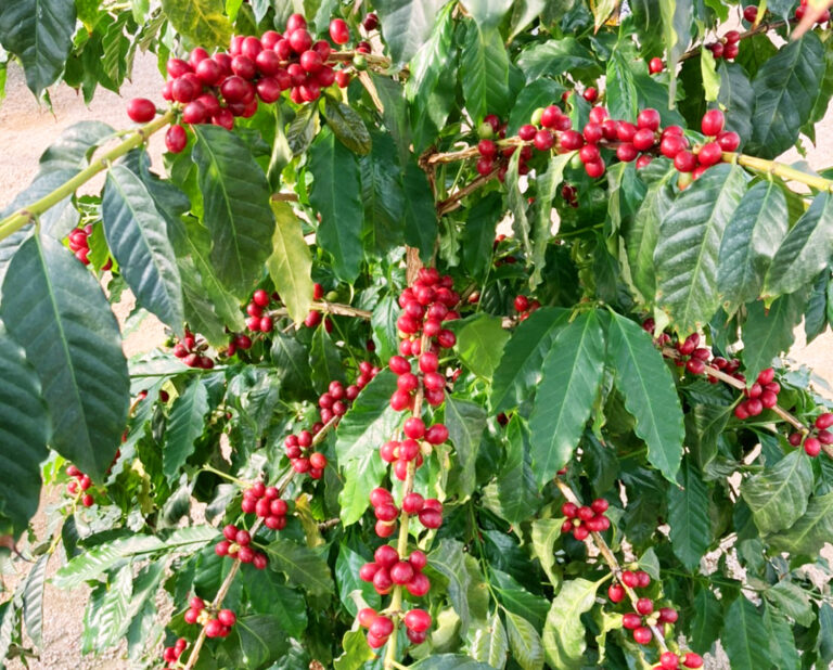 《国産コーヒー》の木のオーナー募集開始・誰もがコーヒーの木のオーナーに（2023）のメイン画像