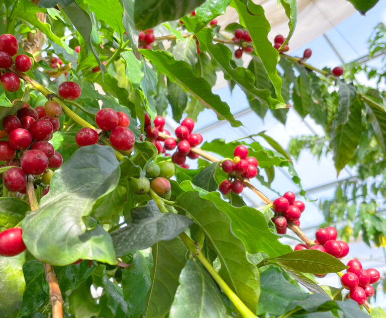 本州で《国産コーヒー》の栽培&収穫に成功 !!のメイン画像