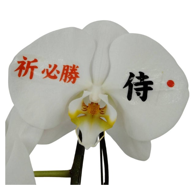 新年度のフラワーギフトに！カスタマイズできる侍スピリットの胡蝶蘭のサブ画像3