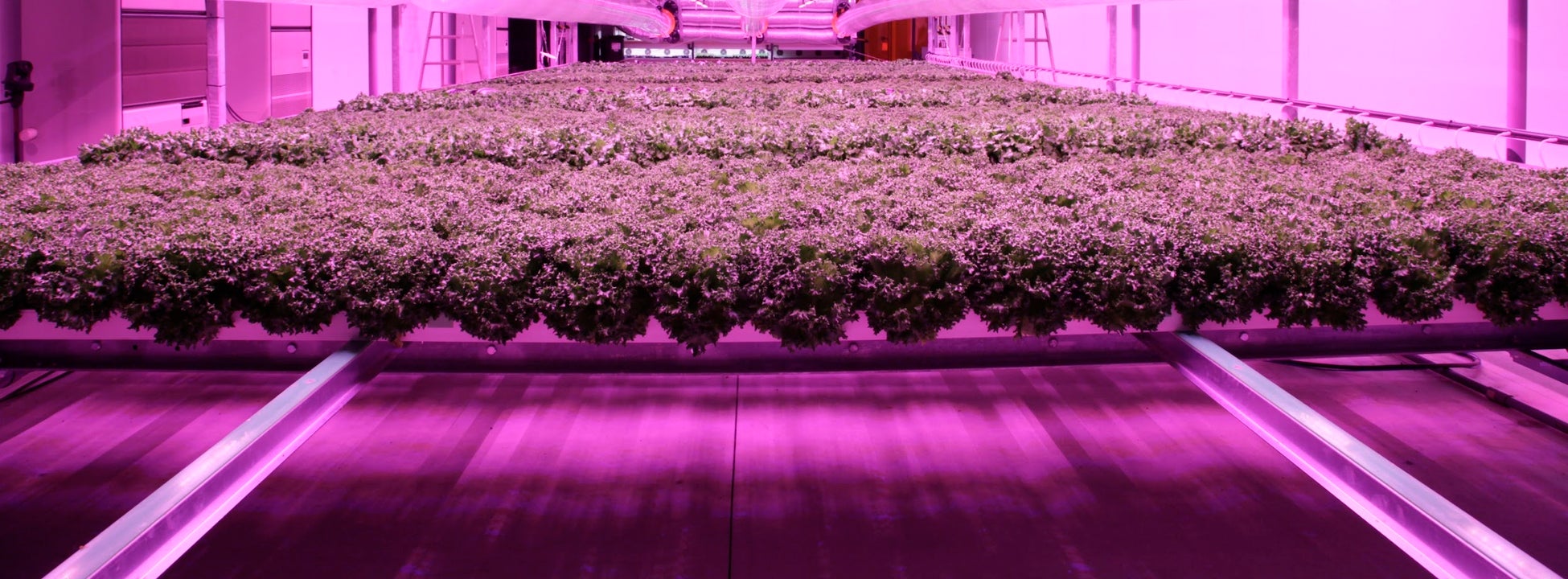 完全人工光型植物工場「AN」の初導入が決定、10月から福井県おおい町で栽培を開始のサブ画像3_完全人工光型植物工場「AN」