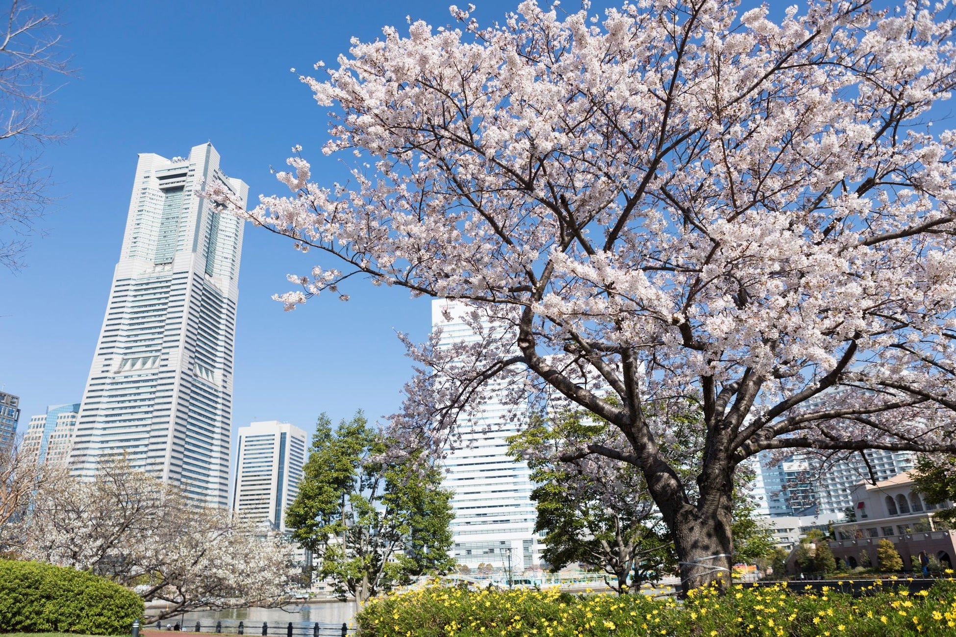 横浜に春の訪れを告げるフラワーリレーイベント「ガーデンネックレス横浜2023」3月25日（土）から開催のサブ画像2