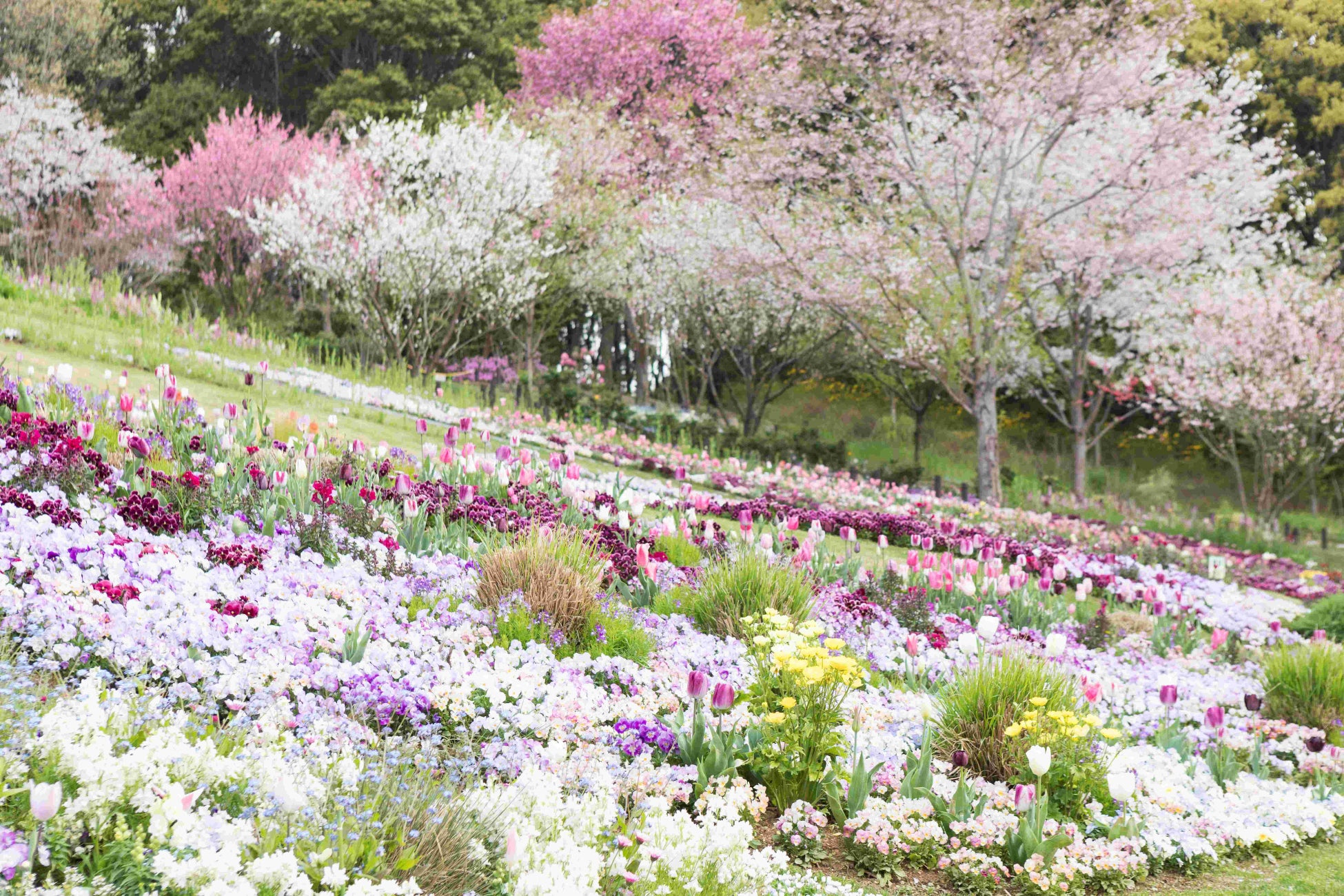 横浜に春の訪れを告げるフラワーリレーイベント「ガーデンネックレス横浜2023」3月25日（土）から開催のサブ画像6