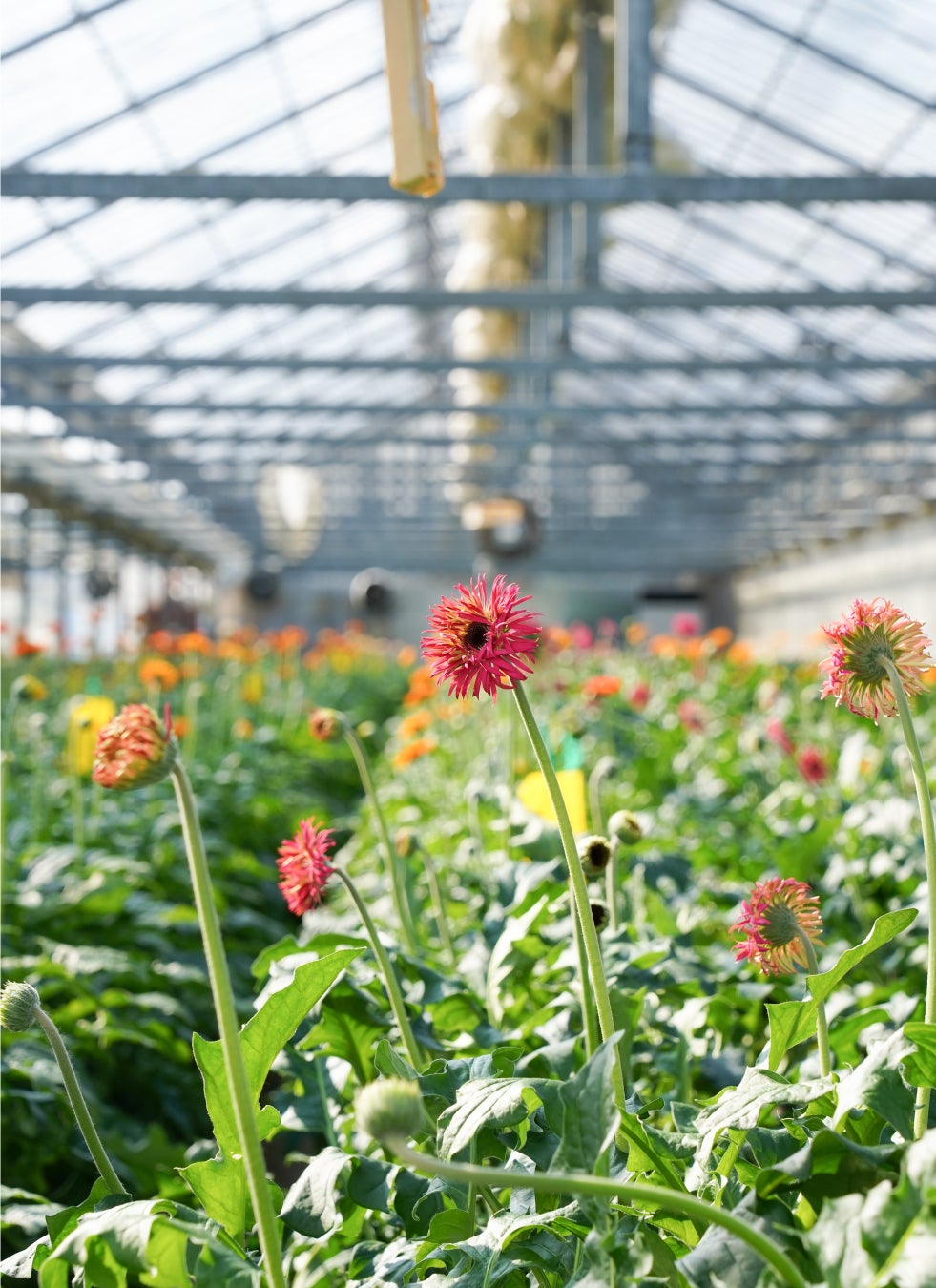 フラワーとグリーンの通販サイト「HitoHana（ひとはな）」が切り花の産地直送事業を拡大中。全国の産地と提携し、現在10拠点から季節の花をお届け（予定含む）。今後も続々と提携産地を拡大。のサブ画像2