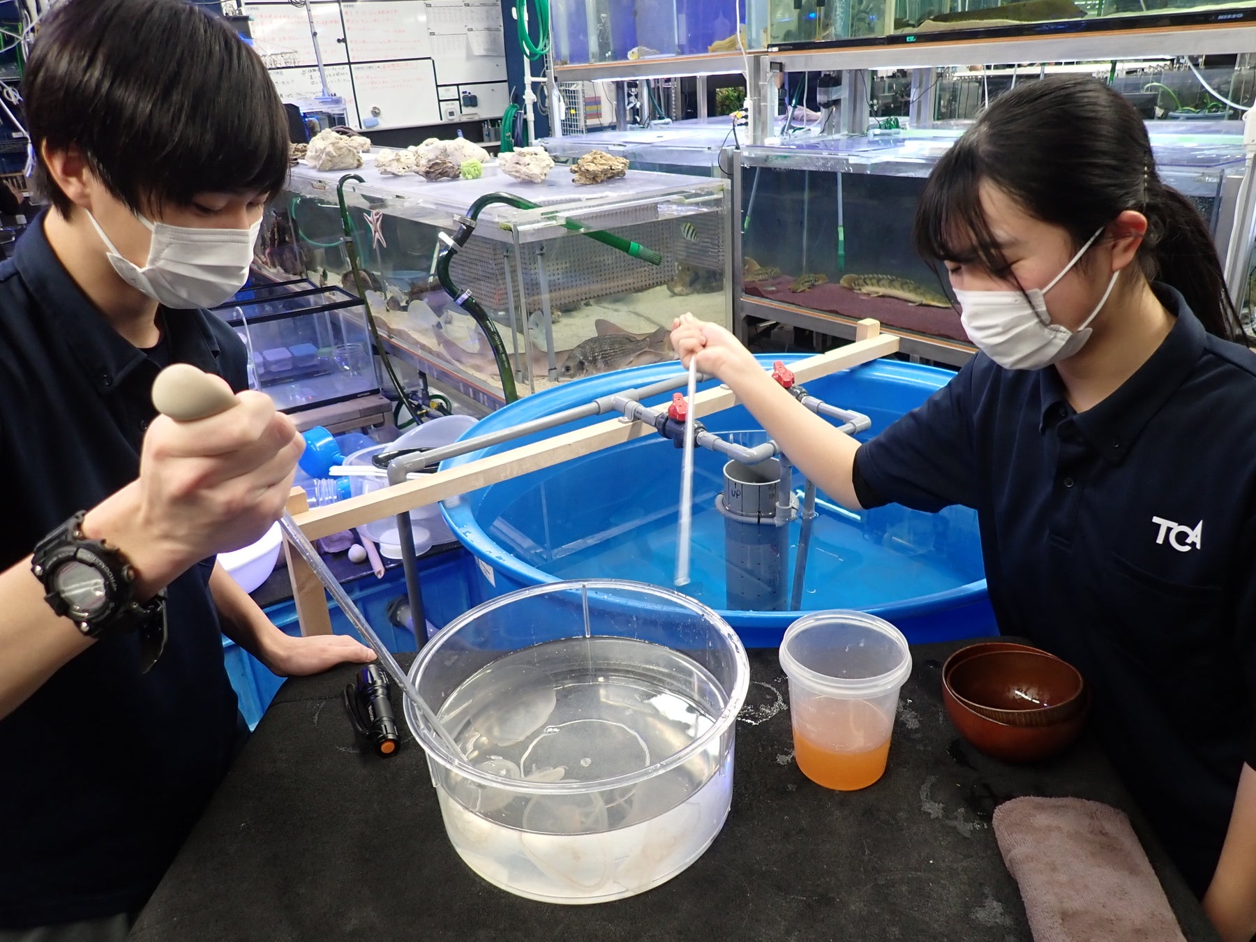 【サンシャイン水族館】豊島区内の教育機関と連携した環境学習プログラム実施中のサブ画像7_ミズクラゲに給餌する学生